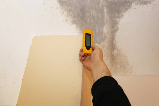 Best Basement Mold Removal  in Riverton, NJ