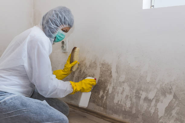 Best Real Estate Mold Inspection  in Riverton, NJ