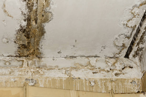 Best Water Damage & Mold Remediation  in Riverton, NJ