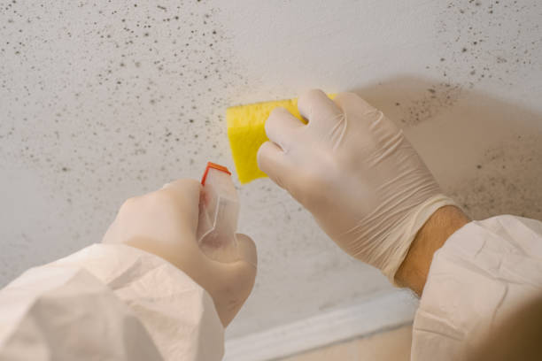 Mold Documentation for Insurance Claims in Riverton, NJ