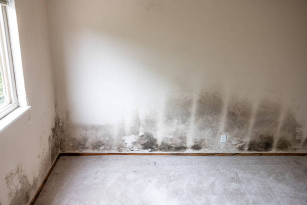 Reliable Riverton, NJ Mold Removal Solutions